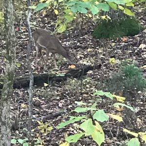 Meet your Posher, Tanner